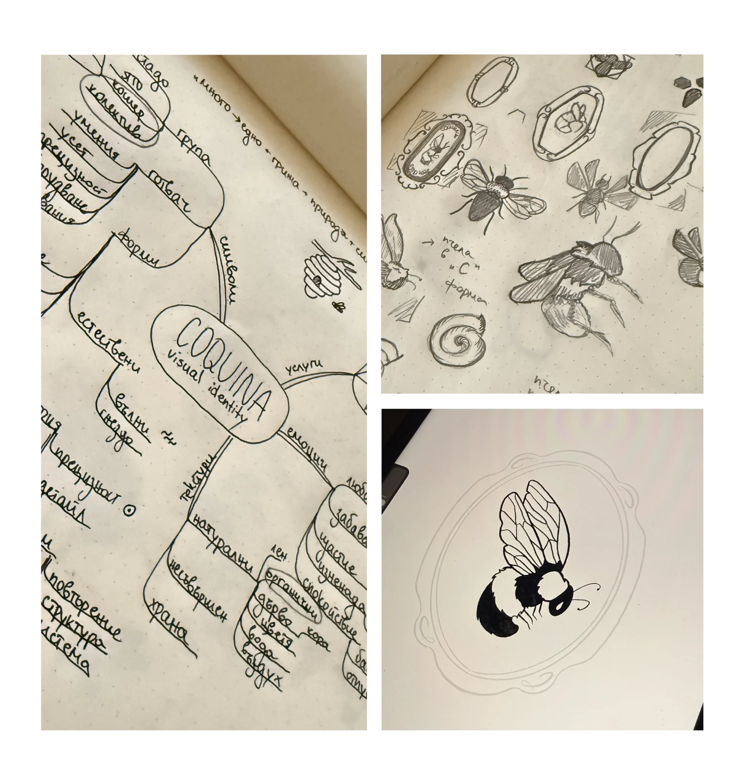 Coquina ecosystem sketches